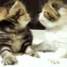 mwa