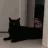 bye_cat