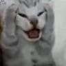 nooo55
