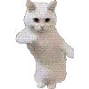 ai_cat_dance ai_cat_dance