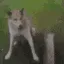ff_doge_handshake ff_doge_handshake