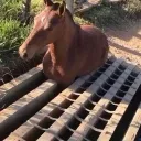 hors