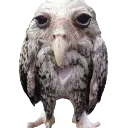 birb2