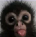 monkekiz