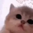 kittyJam kittyJam