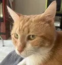 nacho_sideeye