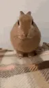bnuyyattack