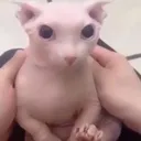 bingus_pelao