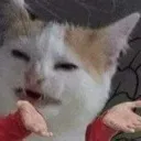 Neko_Whatttt