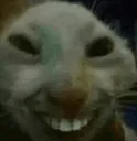 Cat_smiles