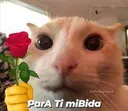 aromantico_cat