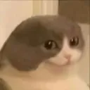unconcernedcat