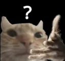 nicatwhat