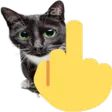 catfyou