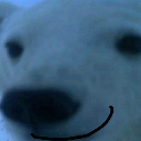 polarbear polarbear