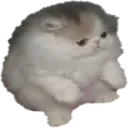 tupidSit