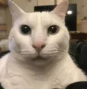 gatopendejo