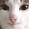 interesting Discord emoji