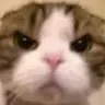 AngryKitty