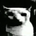 SC_cat_despair