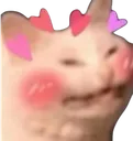 blushycat