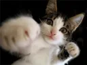 c_punchcat c_punchcat