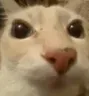 gatointrometido