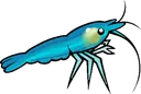 shrimpi