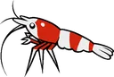 shrimpy