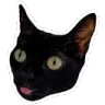 Gata_oreo