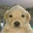 puppy
