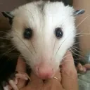 Stare