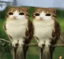 catbirbs
