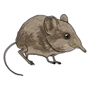 ruppyzshrew