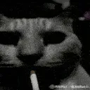 GatoOver