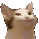 nodCat