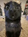 stare