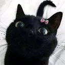 Diva_cat