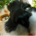 sniff sniff