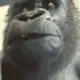huhwhat