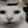 cannycat