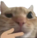 cat_thinkcat