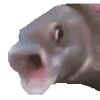 pog_fish