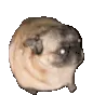 pugdance
