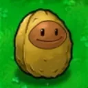 flowerwallnut