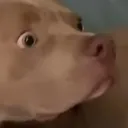 stare