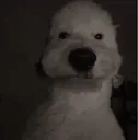 Blankstare