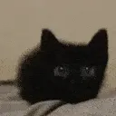 catawwww catawwww