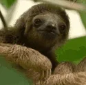 SlothCBT SlothCBT