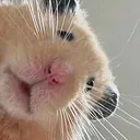 hamster_peek